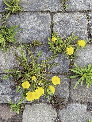 Vielfältige Einsatzmöglichkeiten