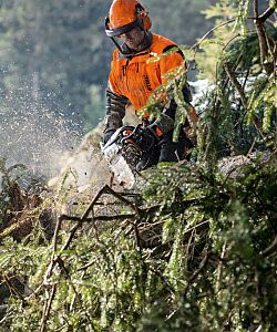 Die STIHL MS 462 C-M - ideal für die Entastung
