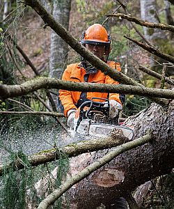 Die Benzin-Motorsäge STIHL MS 462 C-M für den professionellen Einsatz