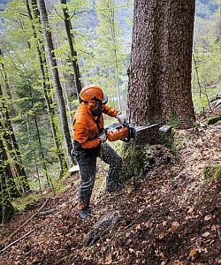 Die Benzin-Motorsäge STIHL MS 462 C-M bei der Holzernte